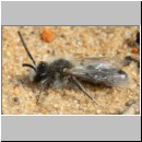 Andrena barbilabris - Sandbiene w19 9mm - Sandgrube Niedringhaussee det.jpg